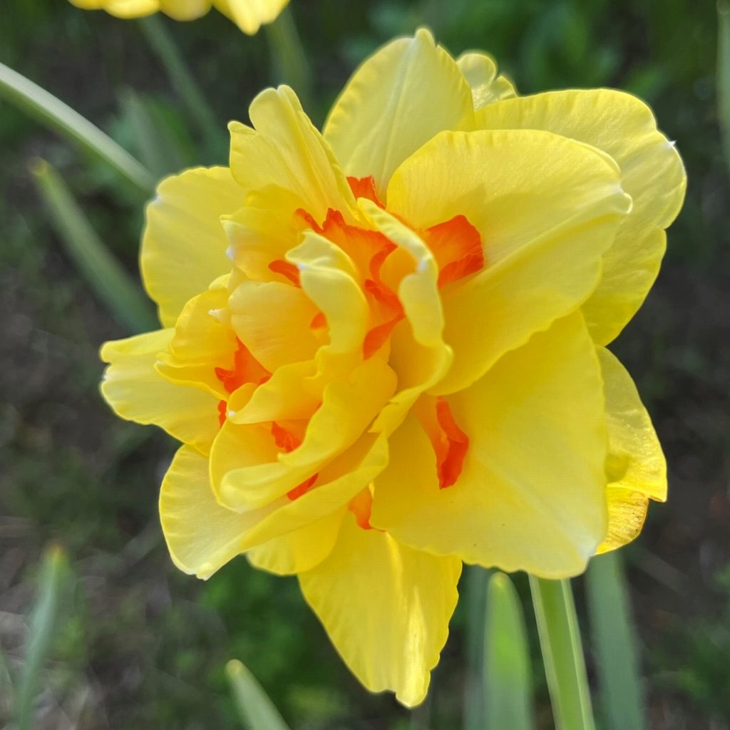 スイセン：黄色の八重咲き ／ Narcissus - yellow double-flowered