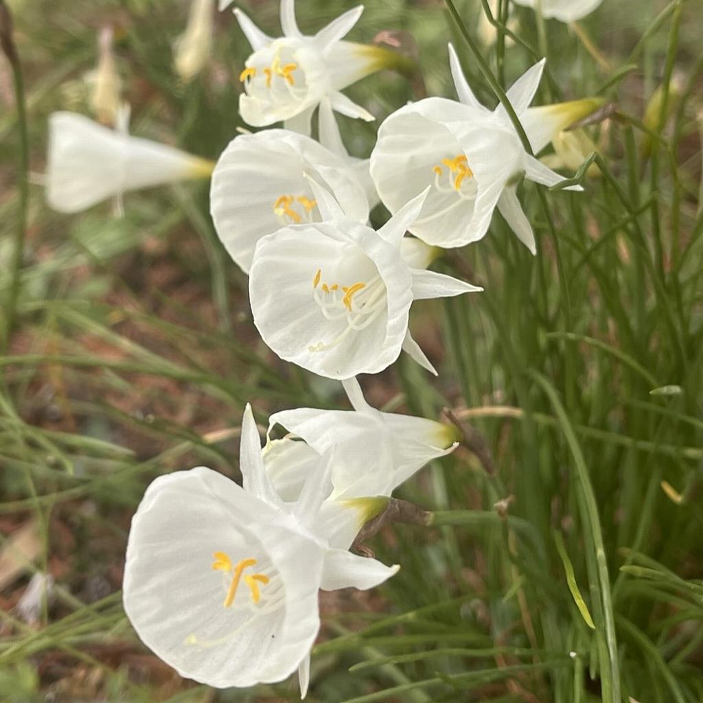 スイセン：ナルキスス・カンタブリクス ／ Narcissus cantabricus