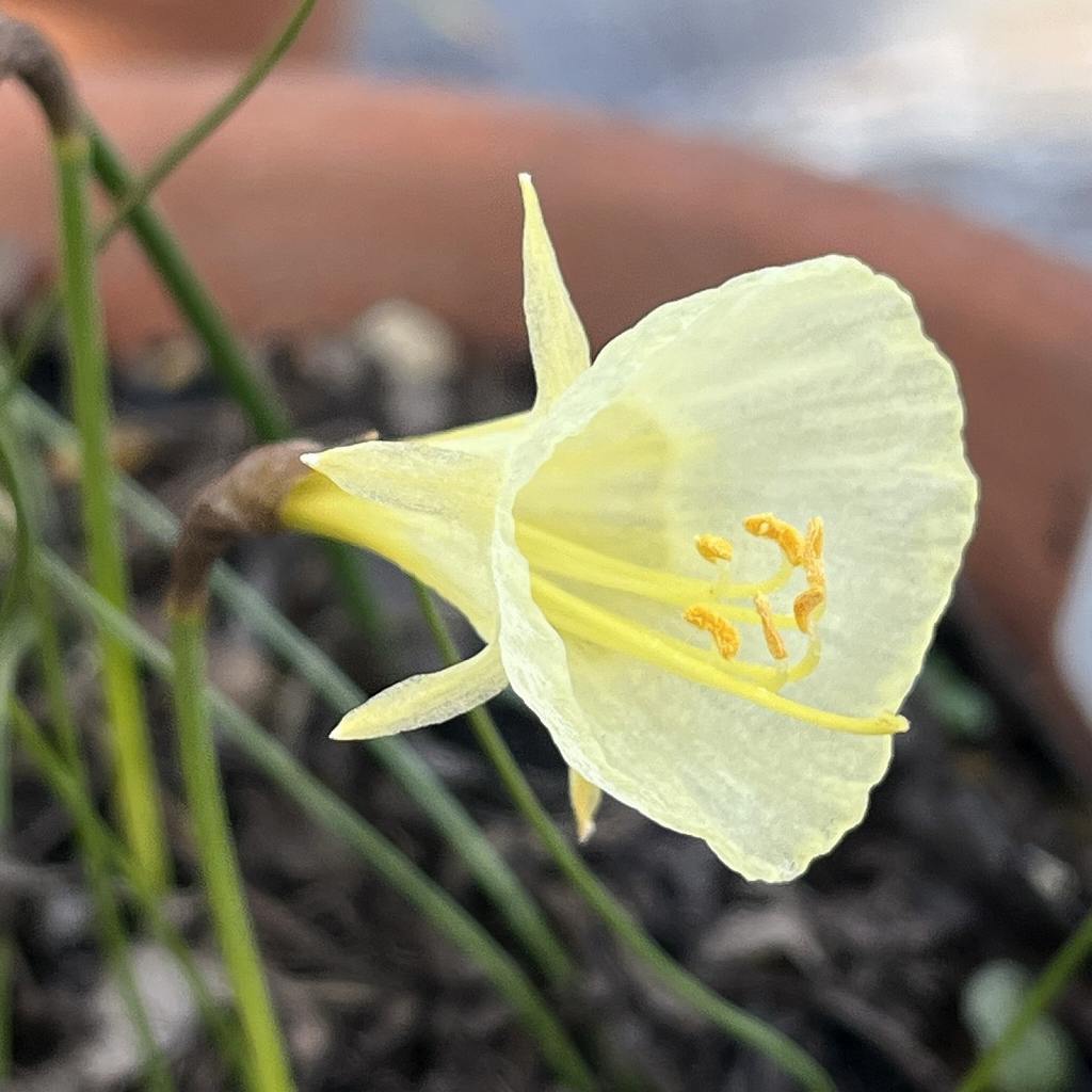 スイセン：ナルキスス・ブルボコディウム ／ Narcissus bulbocodium