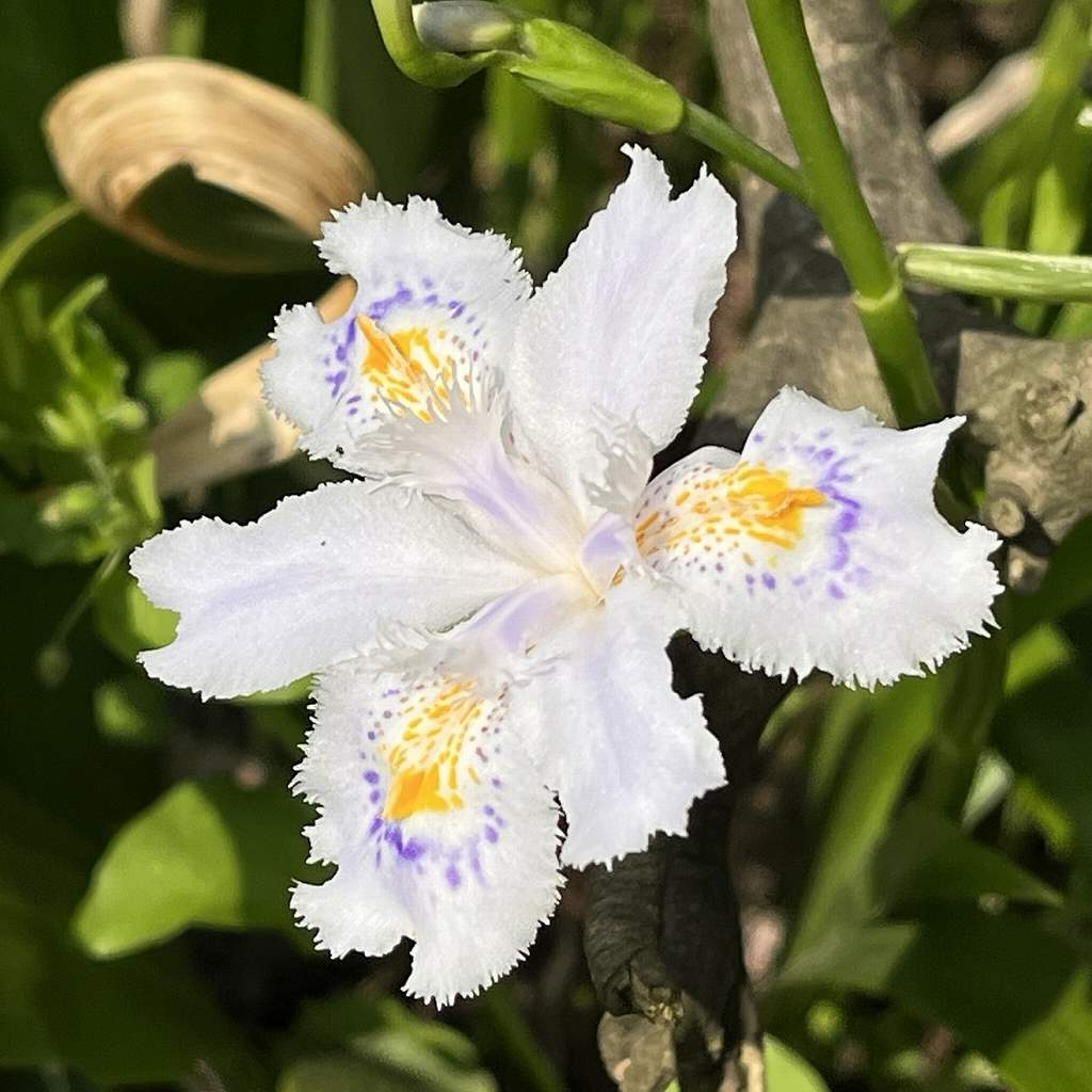 シャガ：花 ／ Fringed Iris - flower