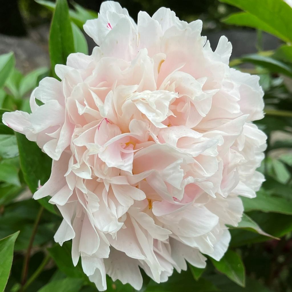 シャクヤク：薄桃色の八重咲き ／ Chinese Peony - Light pink double blooms