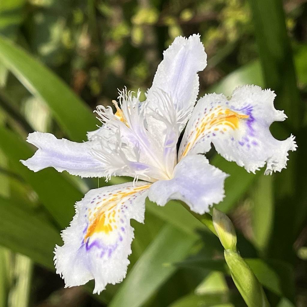 シャガ：花を横から ／ Fringed Iris - flower from the side