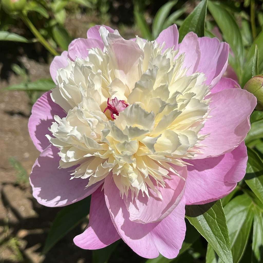 シャクヤク：白色と桃色の翁咲き ／ Chinese Peony - white and pink double blooms