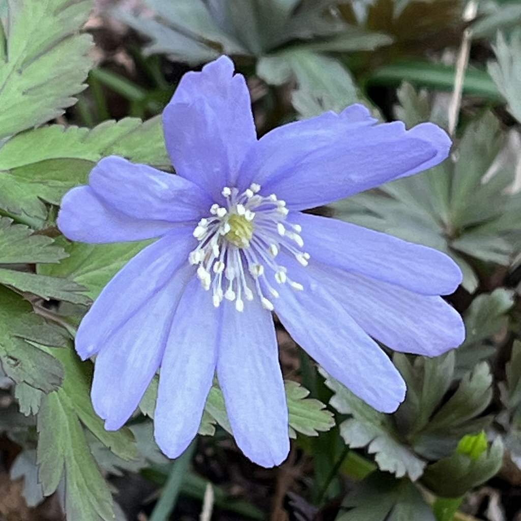 キクザキイチゲ：花を左から ／ Altai Anemone - flower from the left