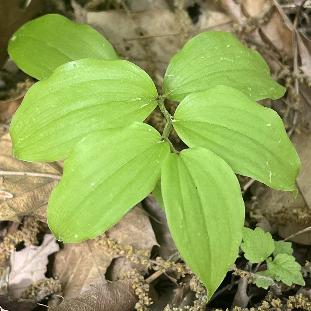 チゴユリ：葉 ／ Disporum smilacinum - leaves
