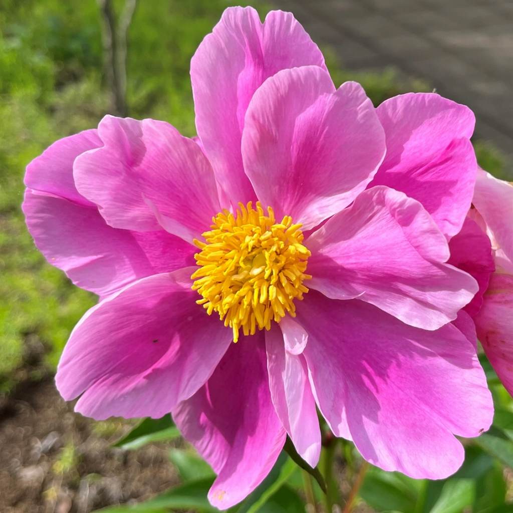シャクヤク：桃色の金しべ咲き ／ Chinese Peony - pink gold stamens bloom