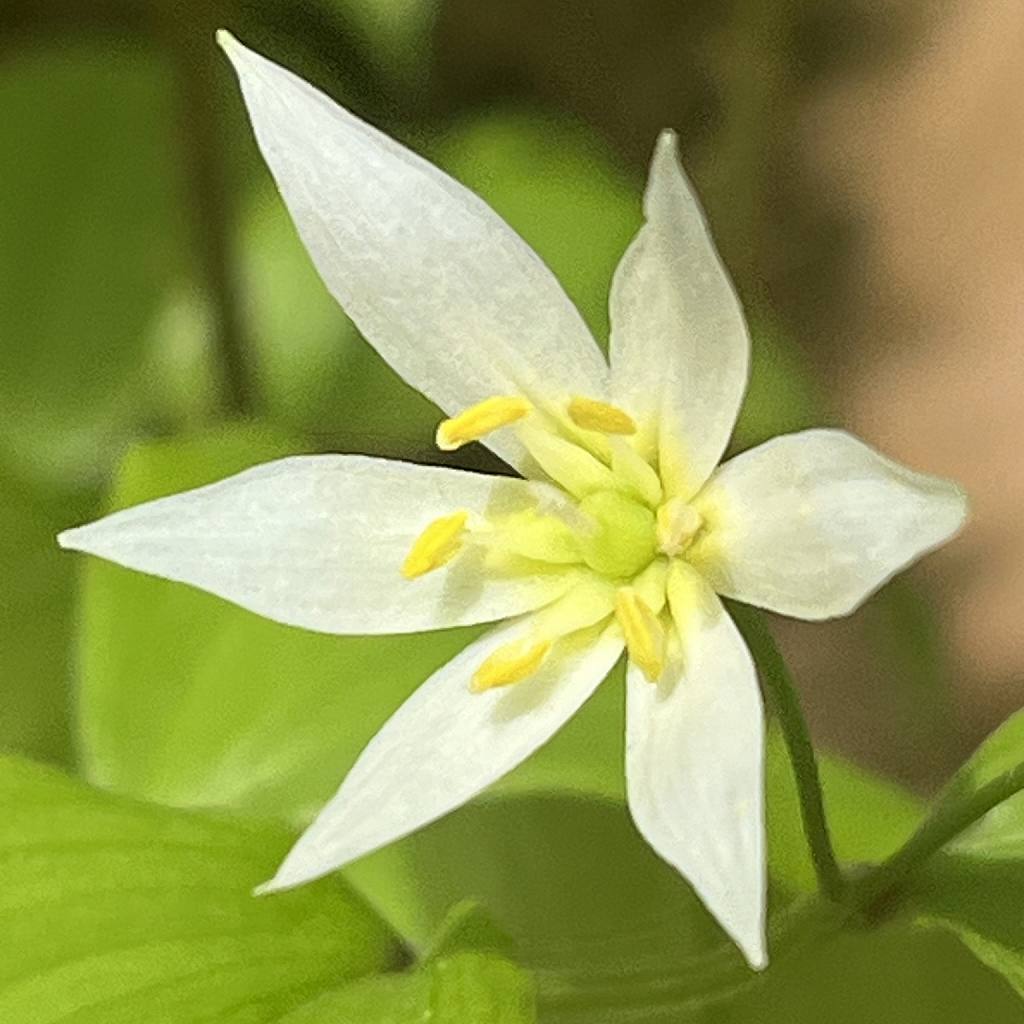 チゴユリ：花を横から ／ Disporum smilacinum - flower from the side