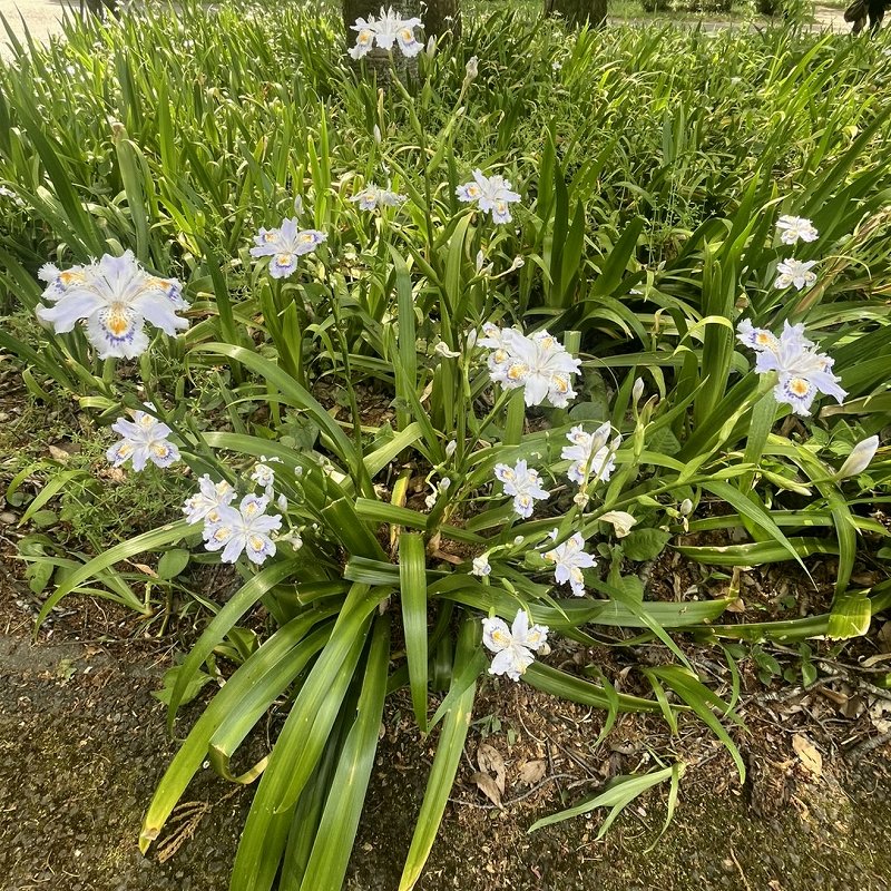 シャガ：葉と花 ／ Fringed Iris - leaves and flowers