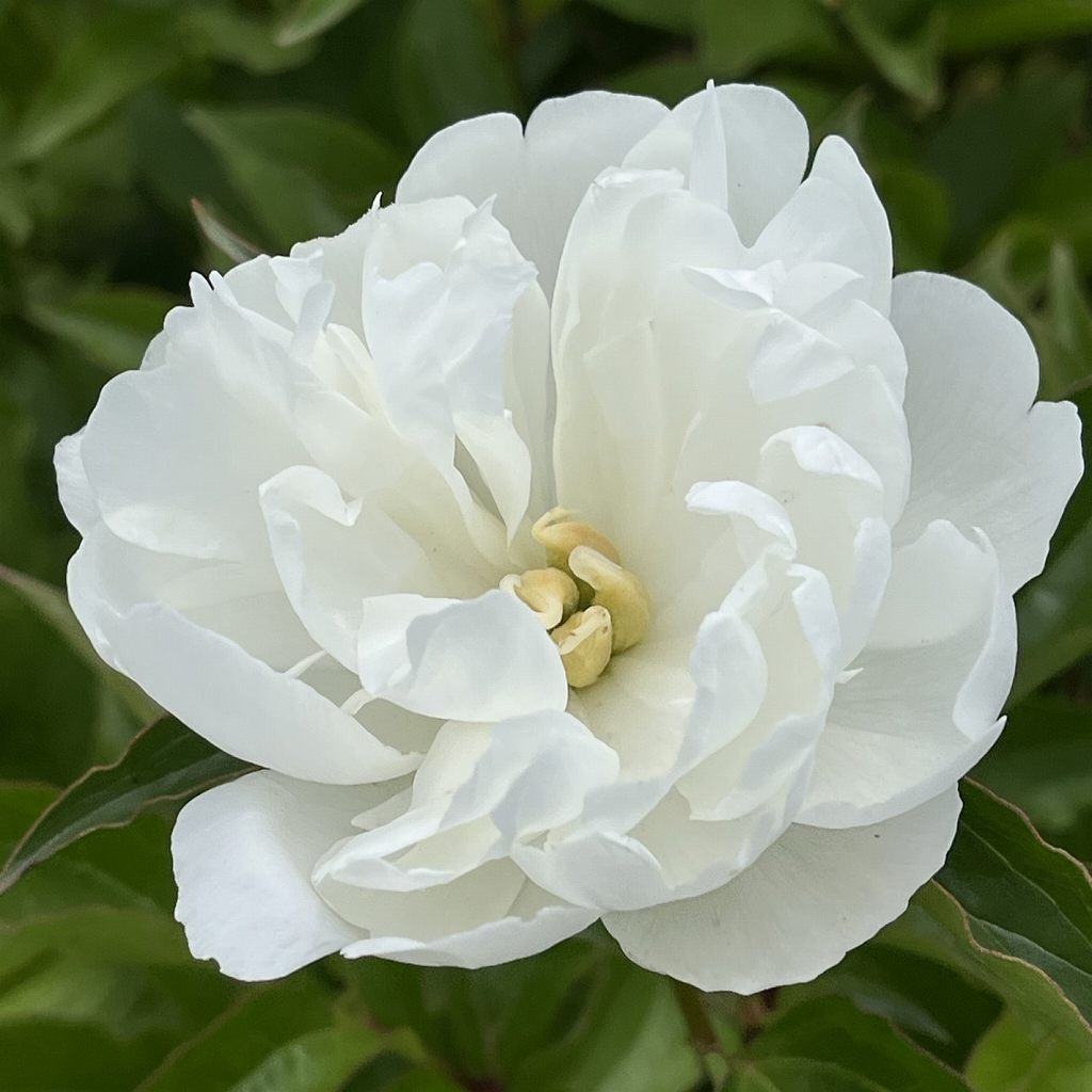 シャクヤク：白色の八重咲き ／ Chinese Peony - white double blooms