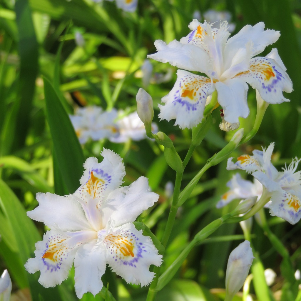シャガ：花茎 ／ Fringed Iris - flower stalk