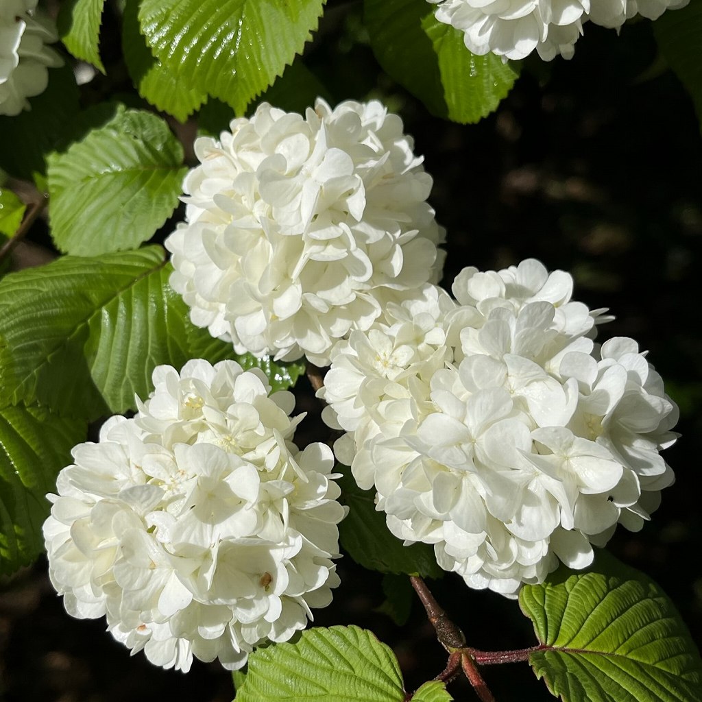 オオデマリ：白色の花々を近くから ／ Japanese Snowball - white flowers close up