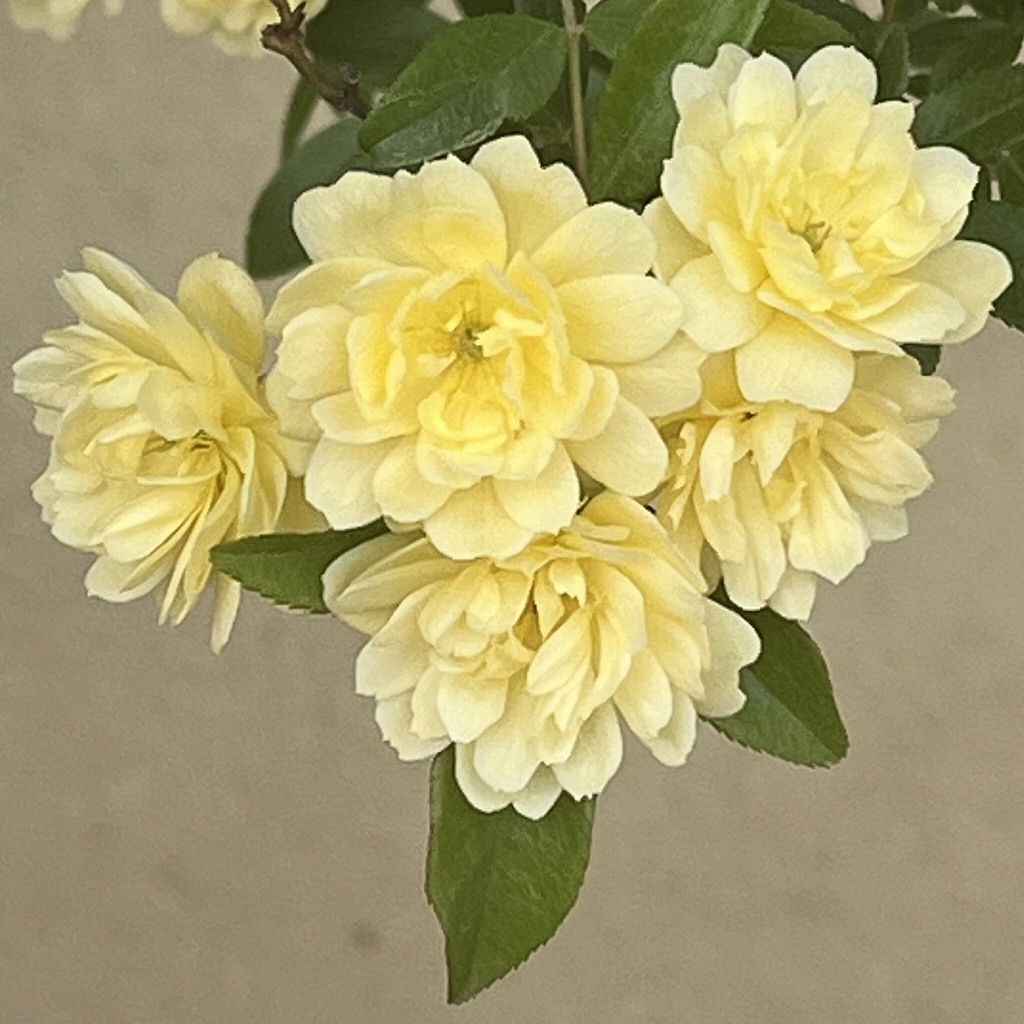 モッコウバラ：花々 ／ Banksia Rose - flowers