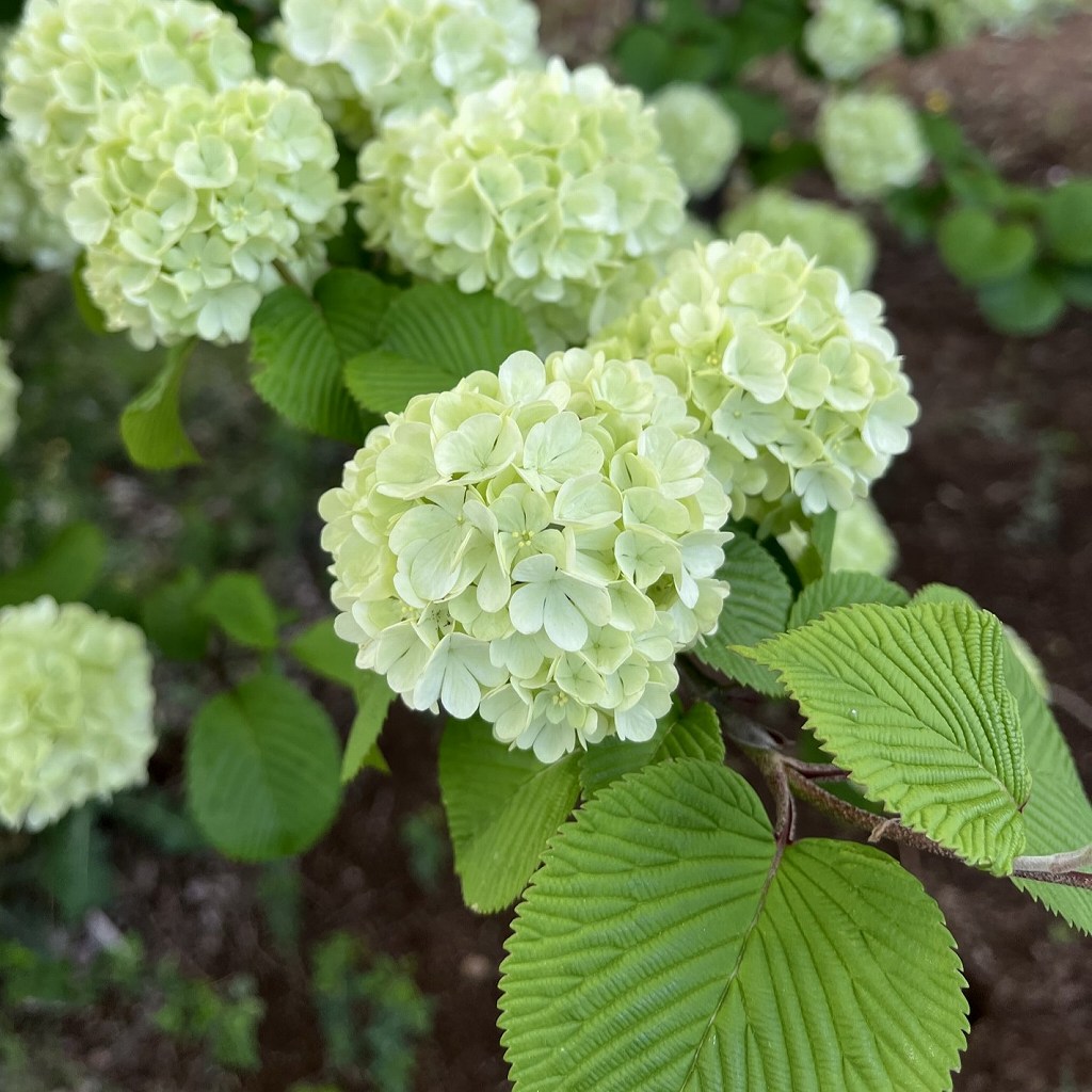 オオデマリ：緑色の花々 ／ Japanese Snowball - green flowers
