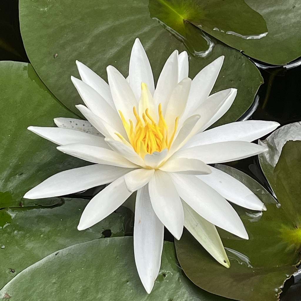 温帯スイレン：白色の花 ／ Hardy Water Lily - white flower