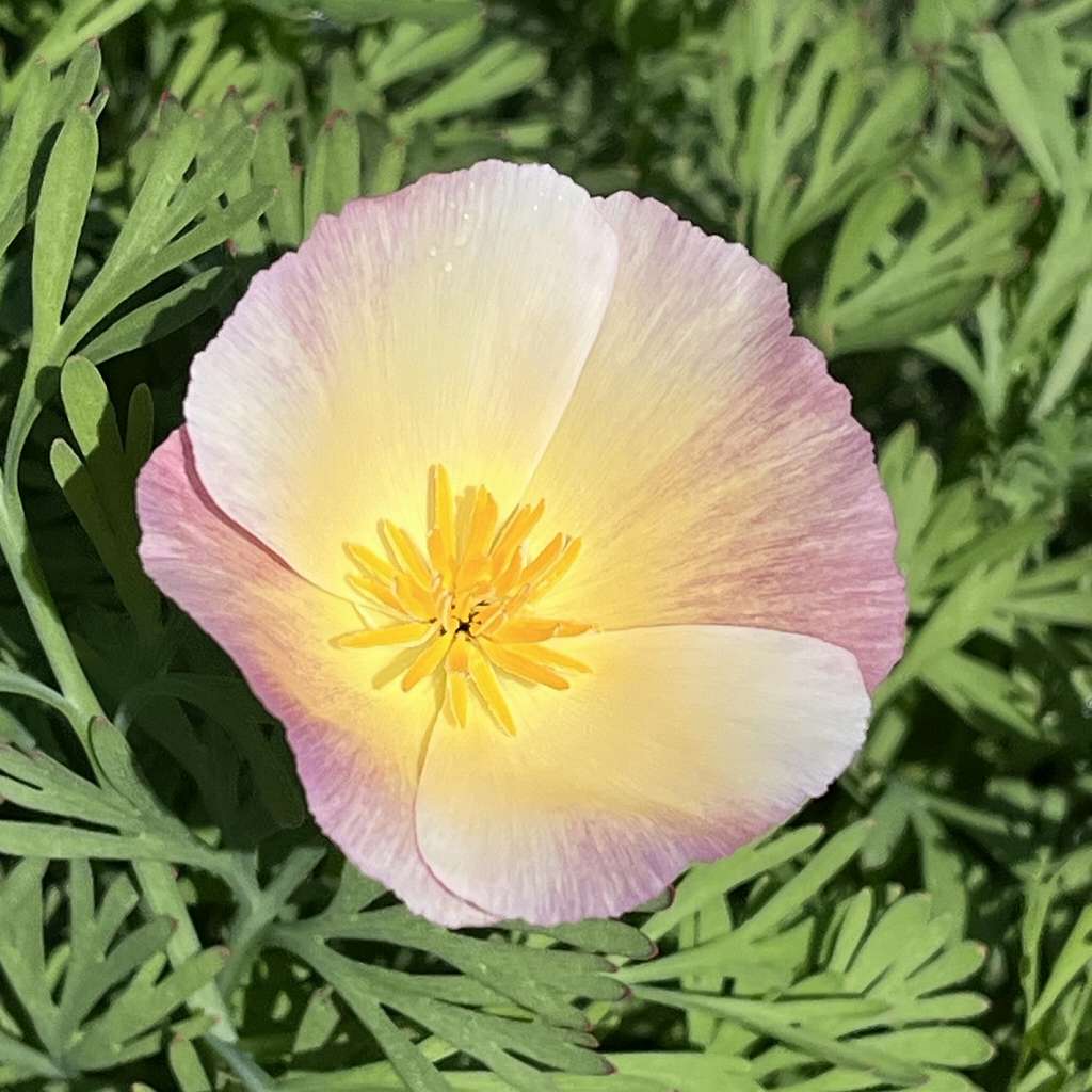 ハナビシソウ：桃色の花 ／ California Poppy - pink flower