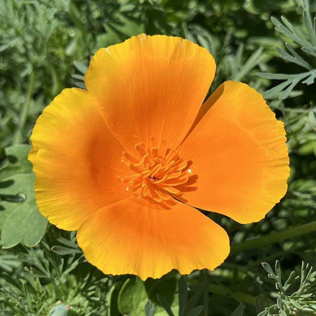 ハナビシソウ：橙色の花を正面から ／ California Poppy - orange flower from the front