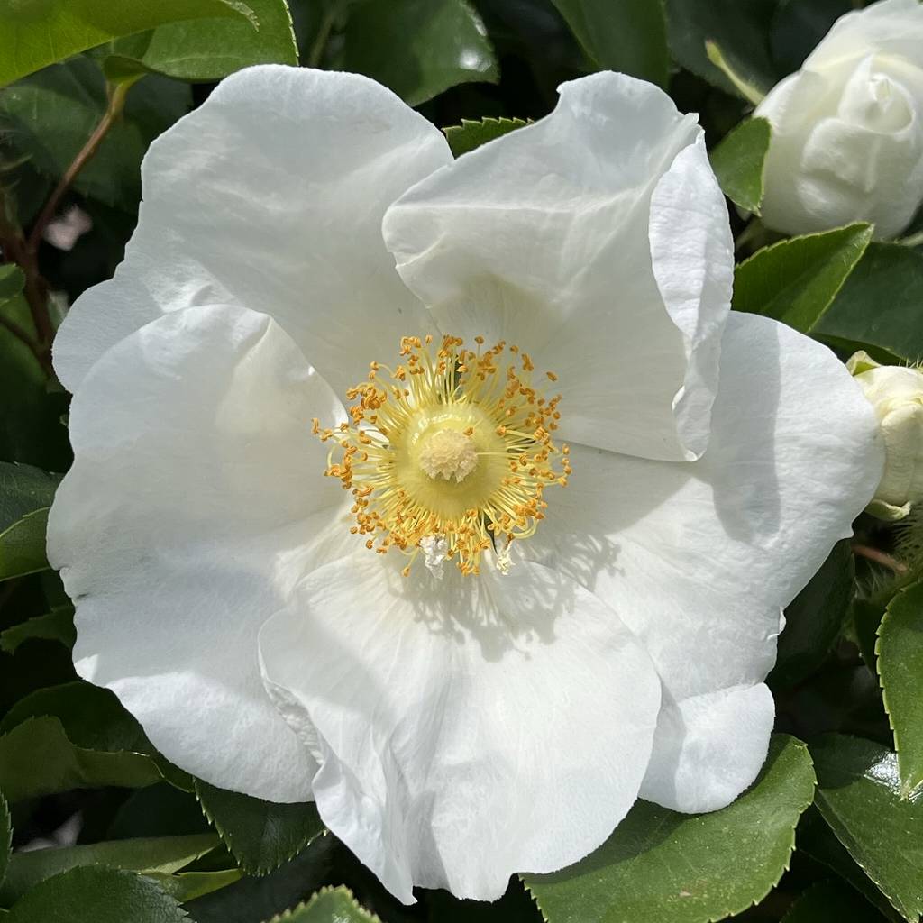 ナニワイバラ：花を正面から ／ Cherokee Rose - Flower from the front
