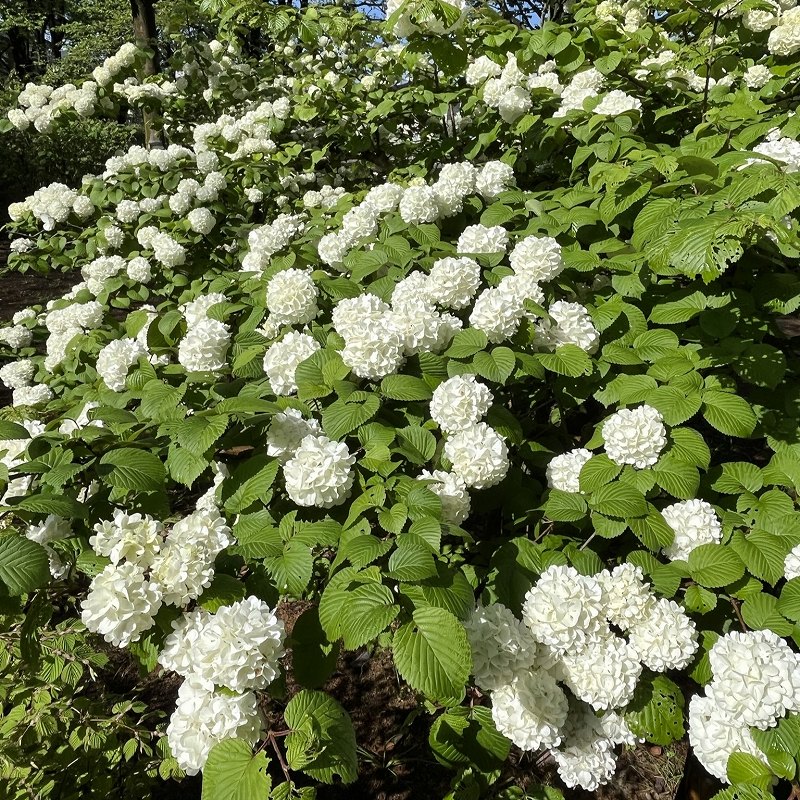 オオデマリ：白色の花々と葉 ／ Japanese Snowball - white flowers and leaves
