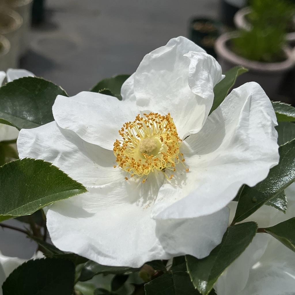 ナニワイバラ：花をもっと斜めから ／ Cherokee Rose - Flower from a more oblique angle