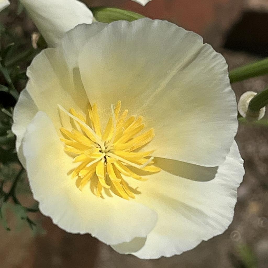 ハナビシソウ：白色の花 ／ California Poppy - white flower