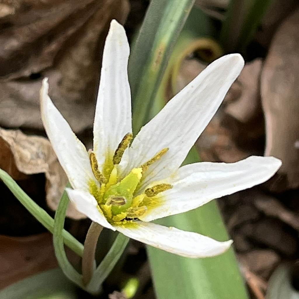 ヒロハノアマナ：花を近くから ／ Amana erythronioides - flower close up