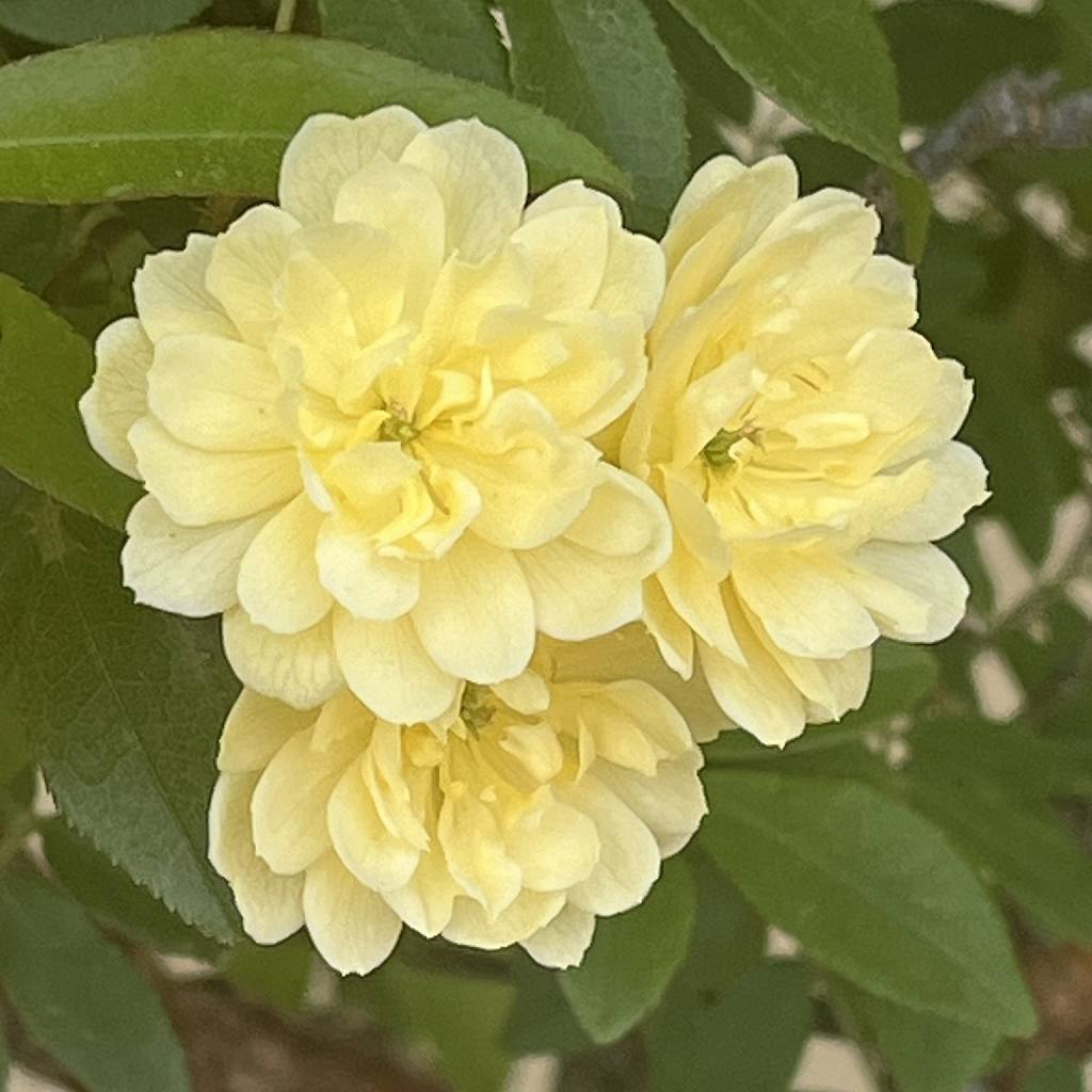 モッコウバラ / Banksia Rose