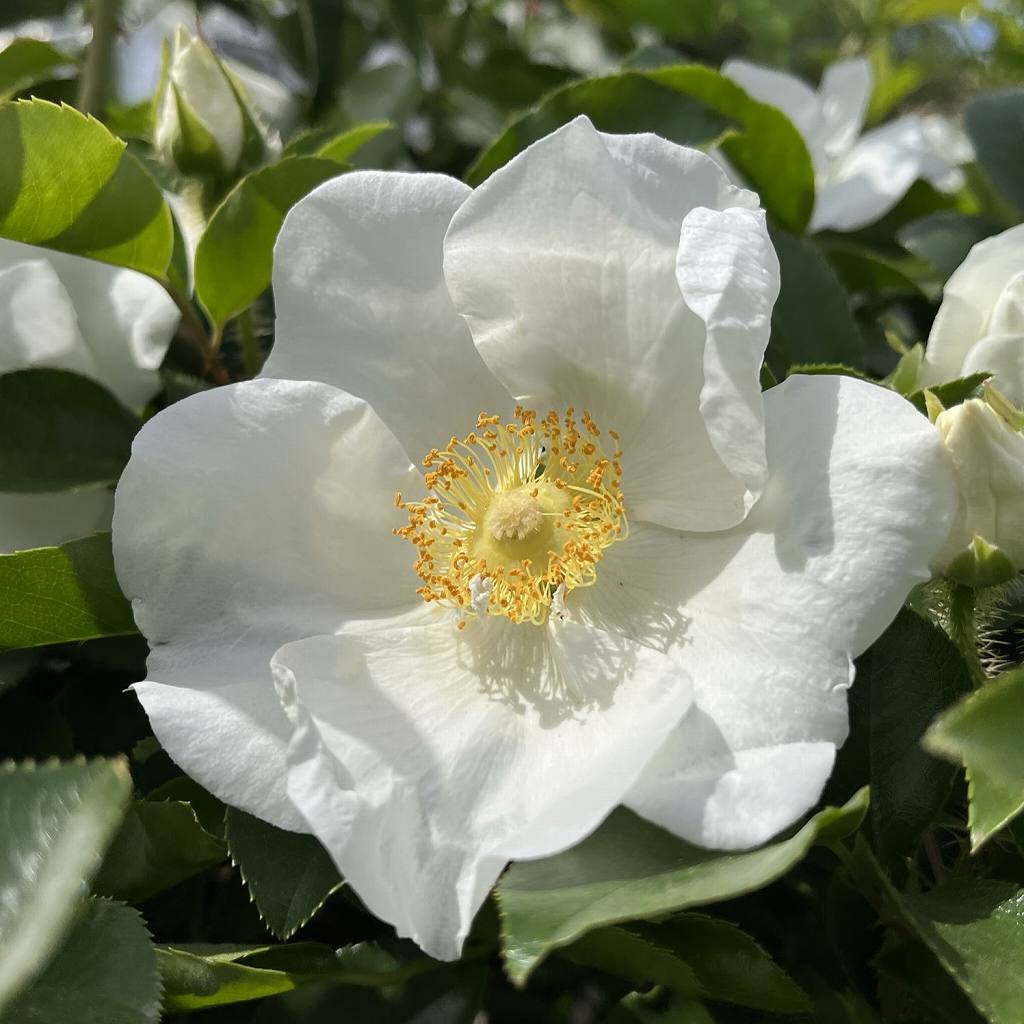ナニワイバラ / Cherokee Rose