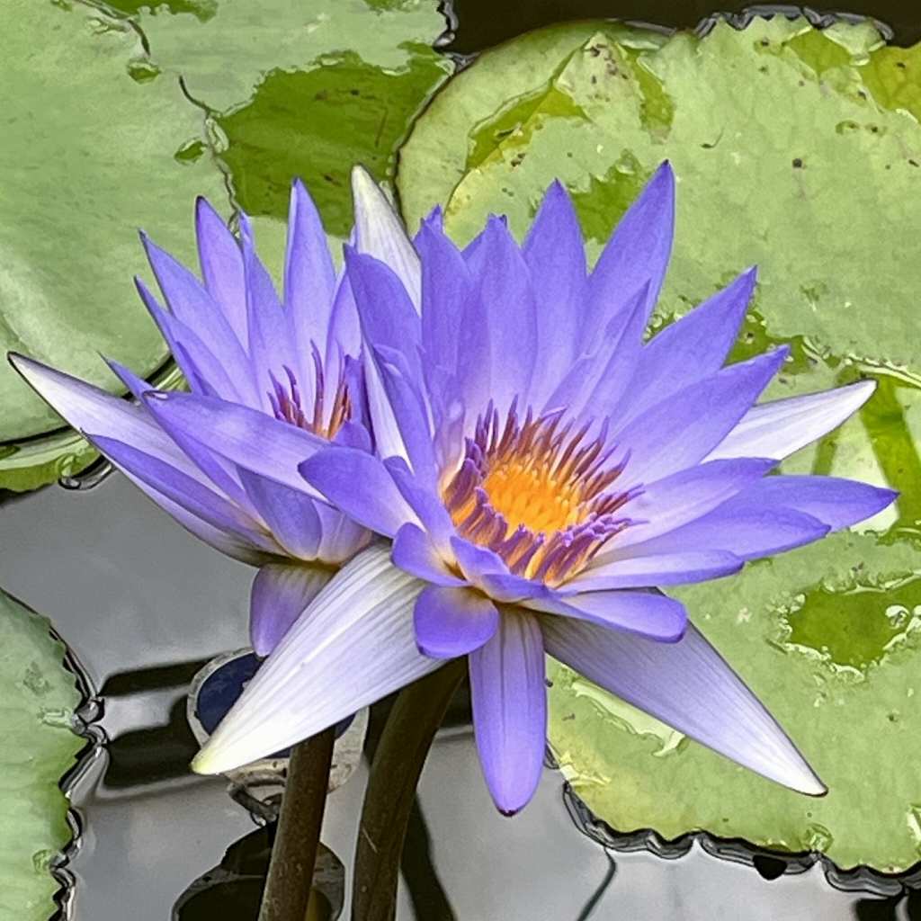 熱帯スイレン：ペンシルバニア ／ Tropical Water Lily - Pennsylvania