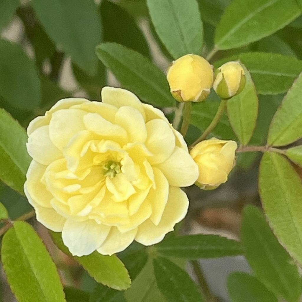 モッコウバラ：花と蕾 ／ Banksia Rose - flower and buds