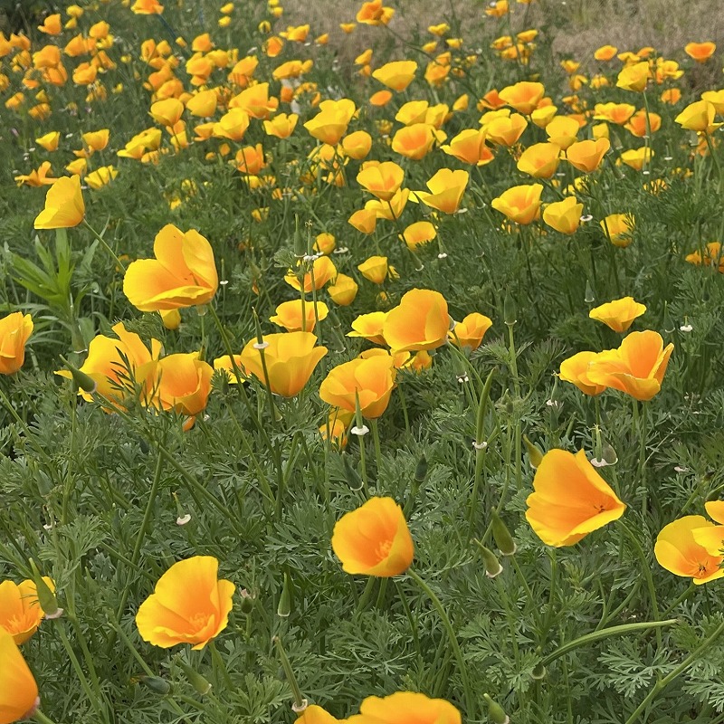 ハナビシソウ：橙色の花がたくさん ／ California Poppy - lots of orange flowers