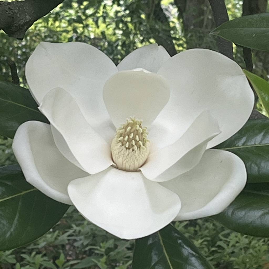 タイサンボク / Southern Magnolia