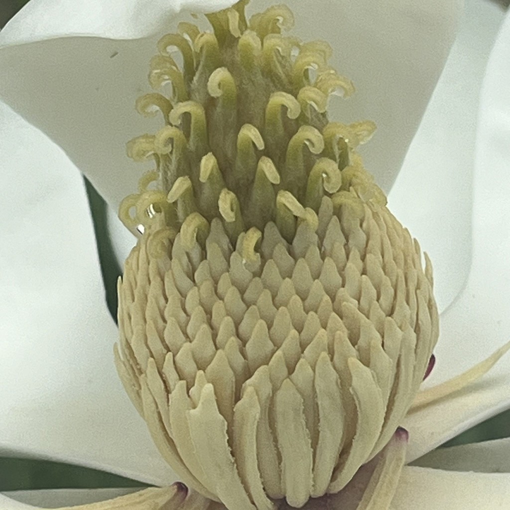 タイサンボク：雄しべと雌しべ ／ Southern Magnolia - Stamens and pistils