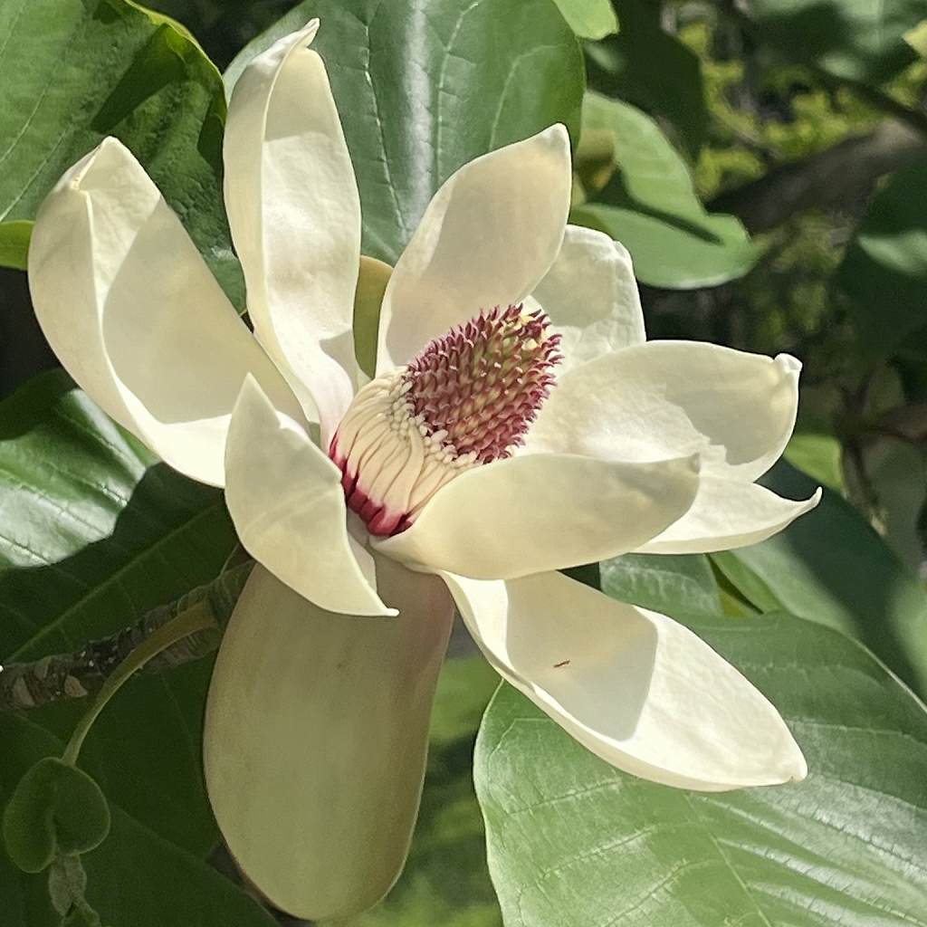 ホオノキ / Japanese Big Leaf Magnolia