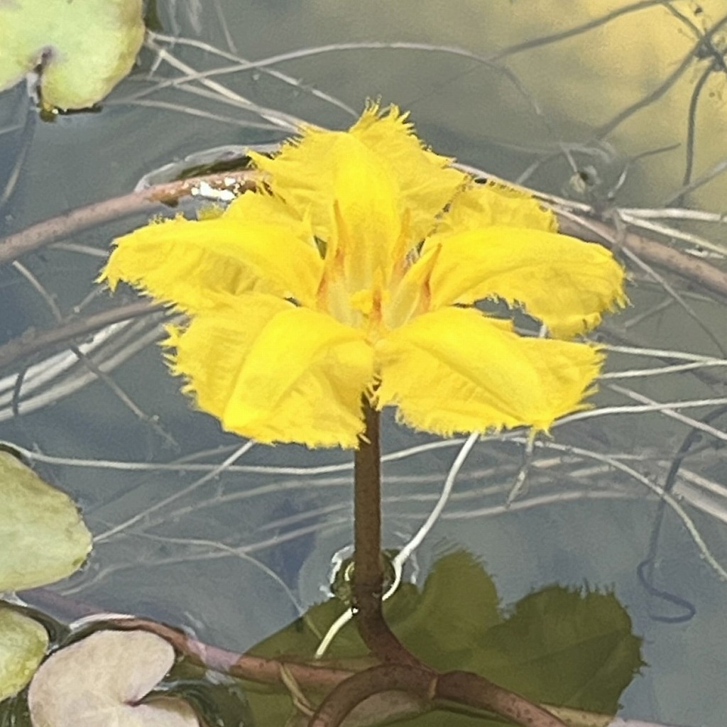 アサザ：花を横から ／ Fringed Water Lily - Flower from the side