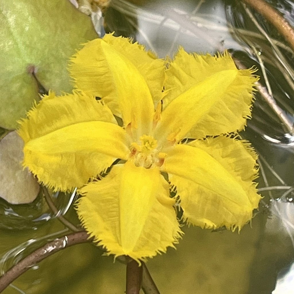 アサザ：花を正面から ／ Fringed Water Lily - Flower from the front