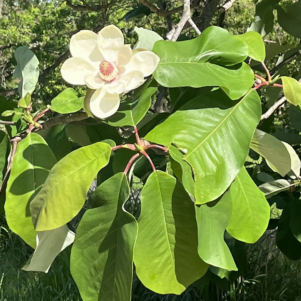 ホオノキ：花と葉 ／ Japanese Big Leaf Magnolia - Flower and leaves