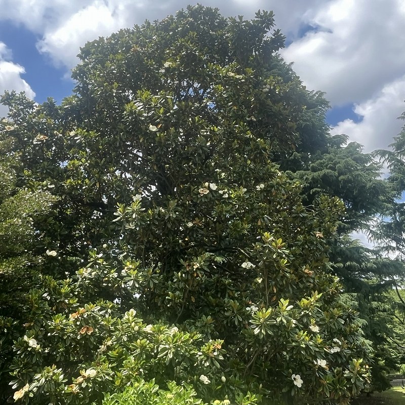 タイサンボク：木 ／ Southern Magnolia - Tree