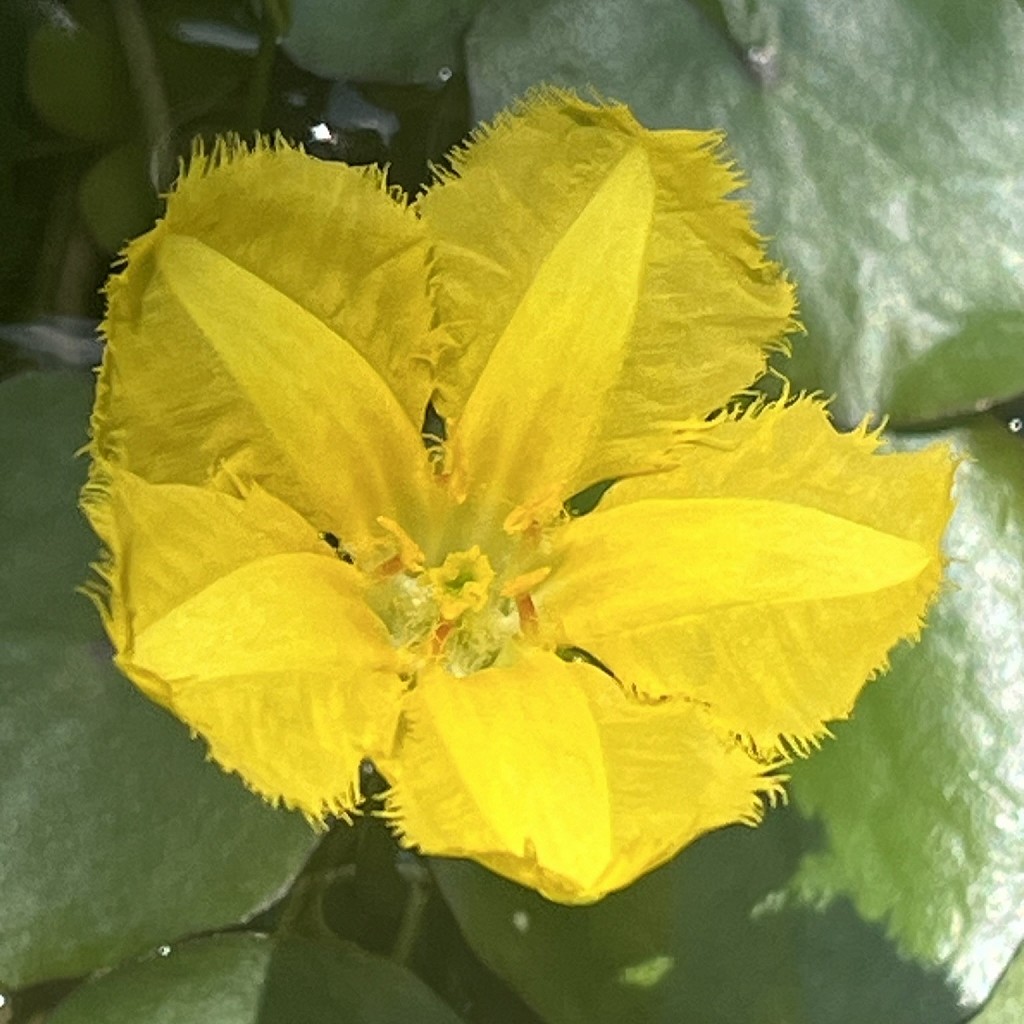 アサザ / Fringed Water Lily