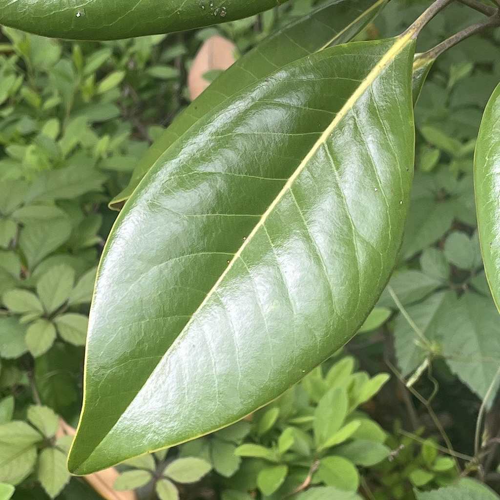 タイサンボク：葉 ／ Southern Magnolia - Leaf