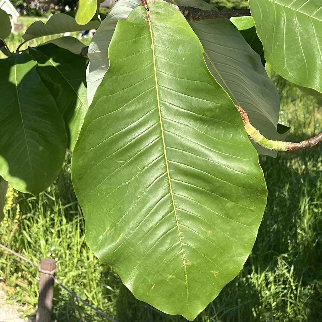 ホオノキ：葉を近くから ／ Japanese Big Leaf Magnolia - Leaf up close