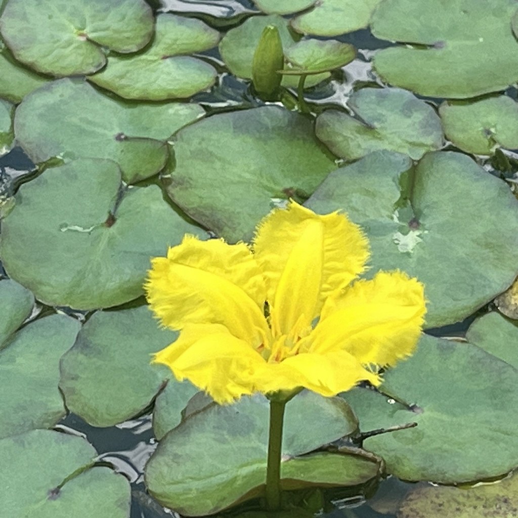 アサザ：花と葉 ／ Fringed Water Lily - Flower and leaves