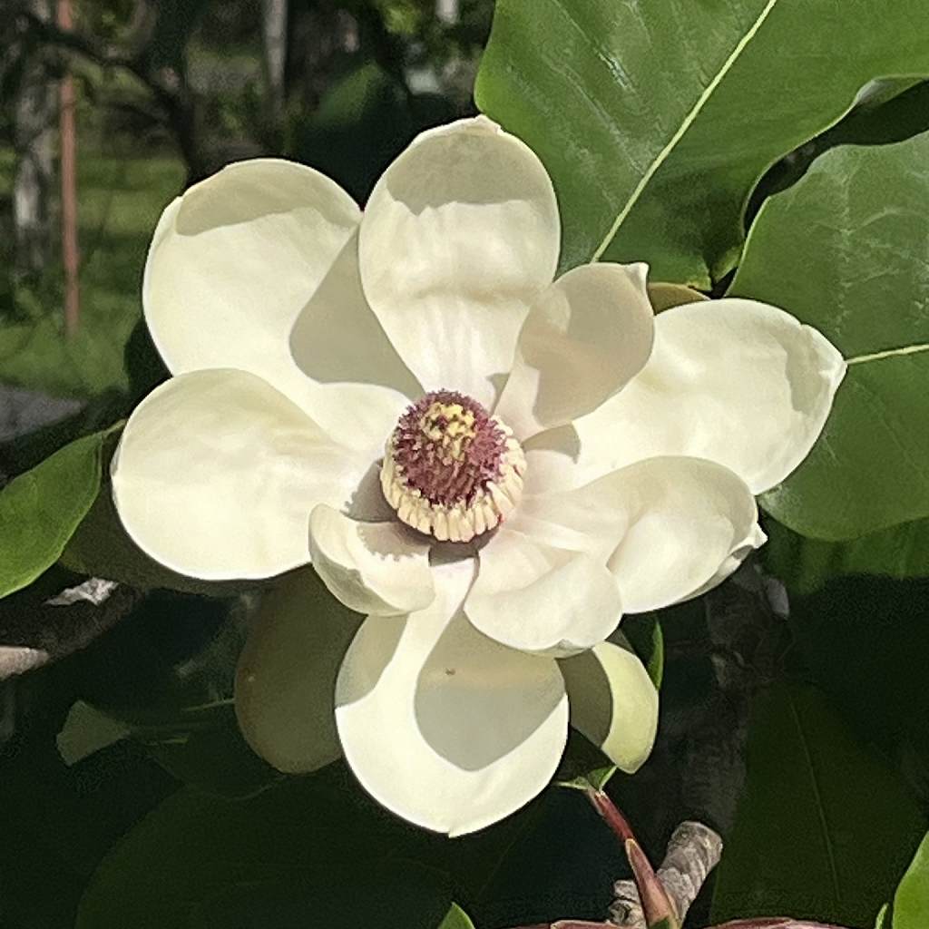 ホオノキ：花 ／ Japanese Big Leaf Magnolia - Flower
