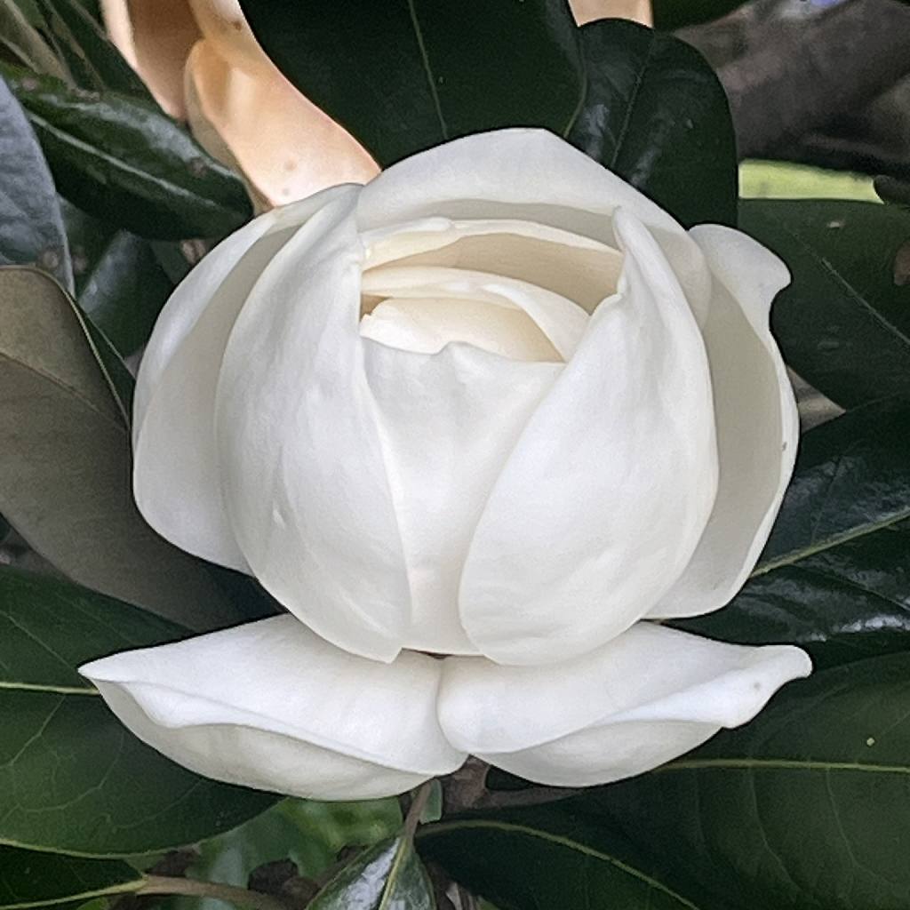 タイサンボク：花が開く前 ／ Southern Magnolia - Before flowering
