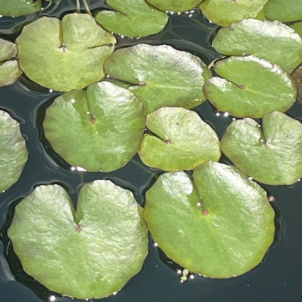 アサザ：葉 ／ Fringed Water Lily - Leaves