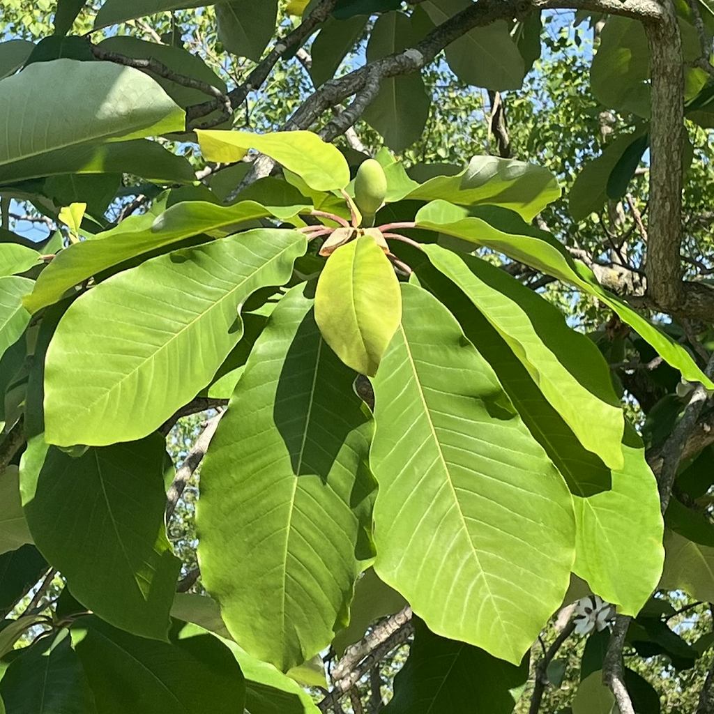 ホオノキ：葉 ／ Japanese Big Leaf Magnolia - Leaves