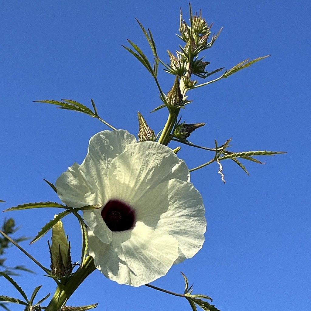 ケナフ：茎の先端と白色の花 ／ Kenaf - Stem tip and white flower