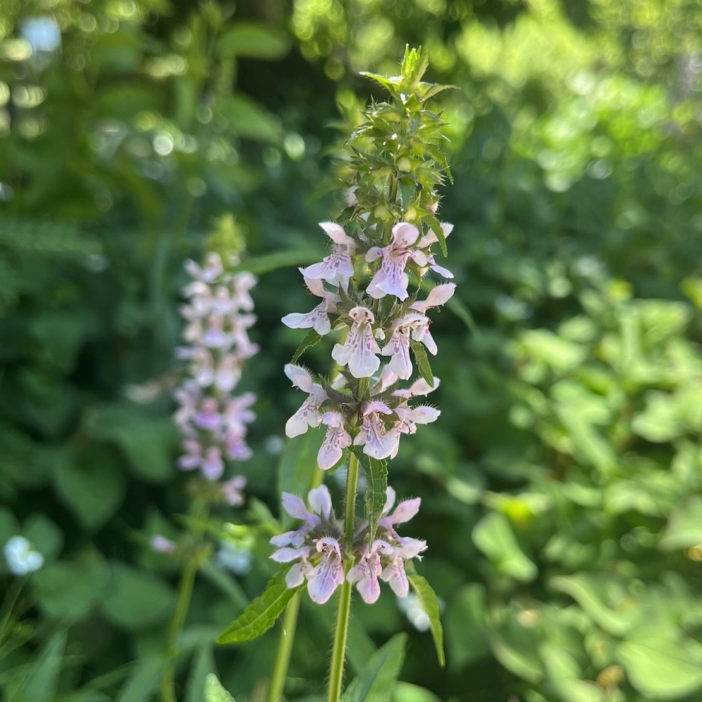 イヌゴマ：小花が輪生 ／ Stachys aspera - Small flowers in whorls