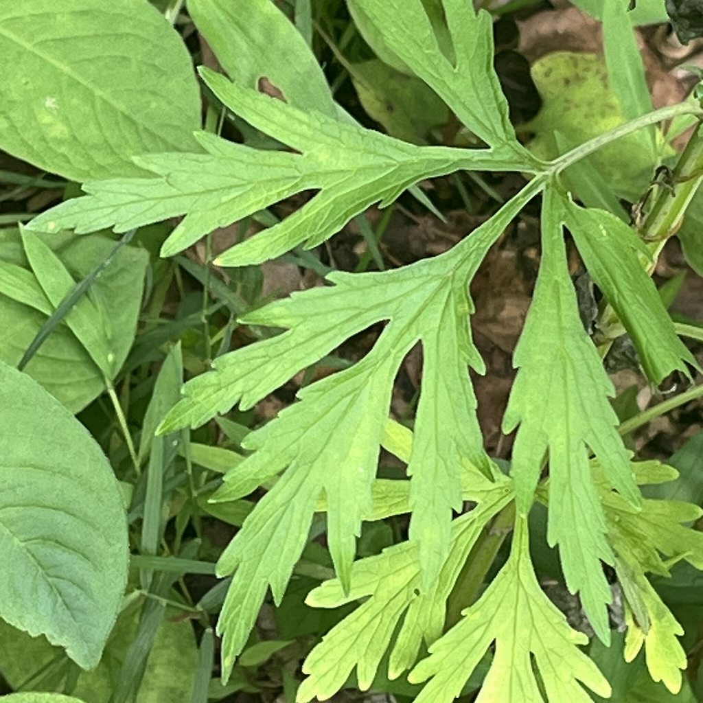 メハジキ：下方の茎生葉 ／ Chinese Motherwort - Lower stem leaves