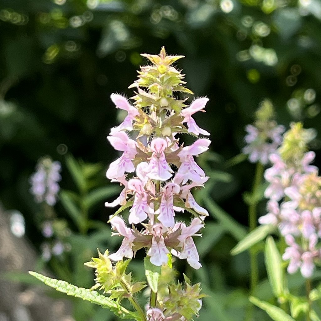 イヌゴマ / Stachys aspera