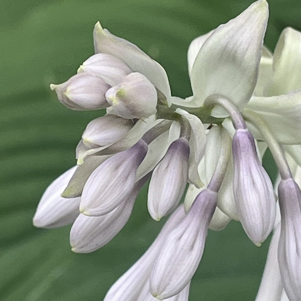 オオバギボウシ：花蕾 ／ Hosta sieboldiana - Flower buds